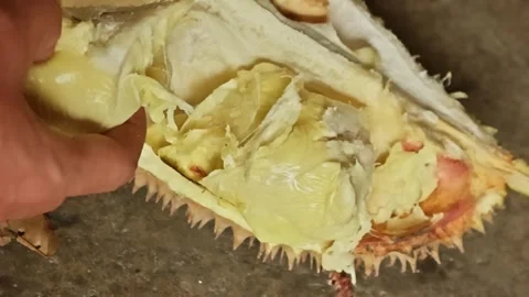 Someone's hand taking out soft and ripe yellow durian fruit flesh from insi.. Video stock 324820949