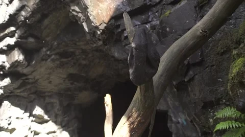 Someones hat is hanging from the tree branch in front of the cave Stock Footage 52850408