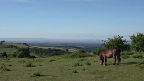Somerset coast view from Quantocks with wild pony Hinkley Point in countryside Stock Footage 197406052