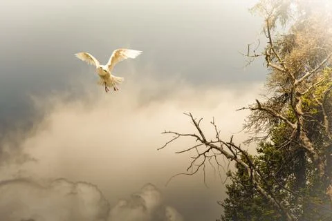 Something from a dream Stock Photos