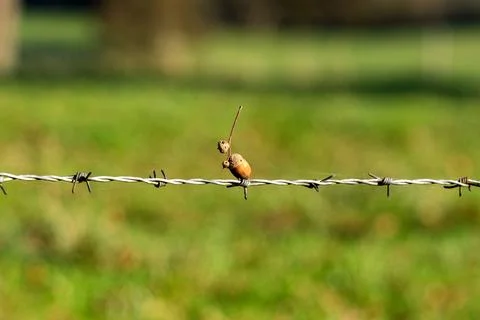 Something else an acorn on barbed wire Stock Photos