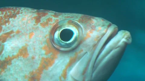 Something Smells Fishy Video stock 10587223