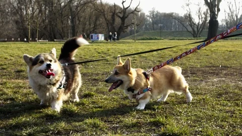 Something is there! Stock Footage 124755229