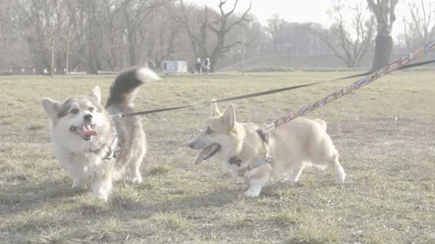 Something is there! Stock-Footage 124755621