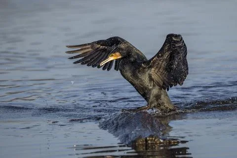 Something yummy down there Fotos Stock