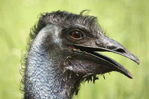 Somewhat dirty emu Stock Photos