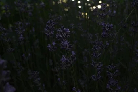 Somewhere in a dense forest at dawn a meadow of violet flowers on green stems Stock Photos