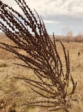 Somewhere in the field Stock Photos