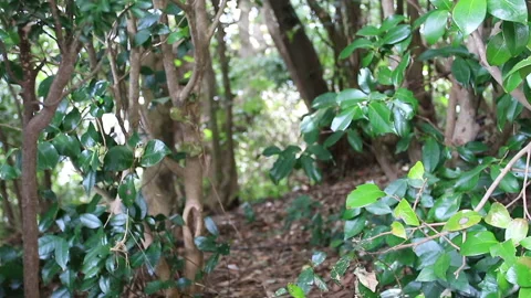 Somewhere in a mysterious forest. Stock Footage 183315513