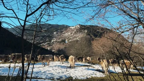 Somewhere in the north of Spain. Beautiful cows in winter season grazing on Stock Footage 313216694