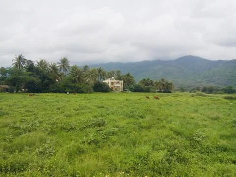 Somewhere on a pheasant Stock Photos