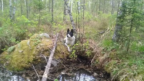 Somewhere in the Siberian taiga Stock Footage 202169054