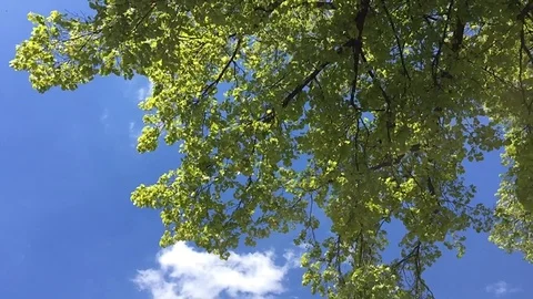 Sommerhimmel Stock-Footage 121107793