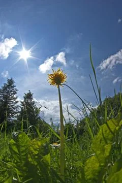 Sommerwiese Stock Photos