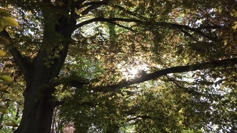 Sommerzeit Stock-Footage 121095413