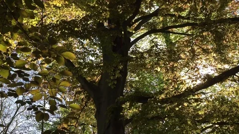 Sommerzeit Stock-Footage 121107766