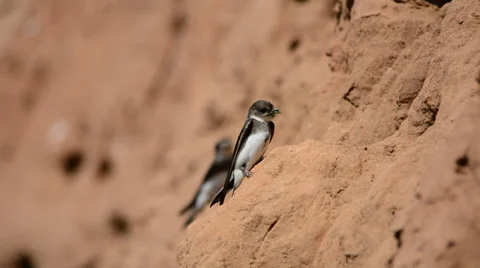 Сommon sand martin Stock Footage 39707232