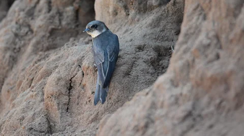 Сommon sand martin Stock Footage 39707399