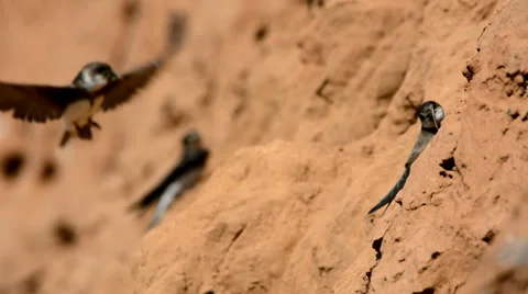 Сommon sand martin Stock Footage 39707404