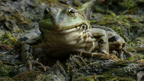 Сommon water frog sitting on algae in a wetland close-up Video stock 158490799