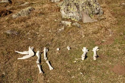 Сomposition of bones in the wild Stock Photos