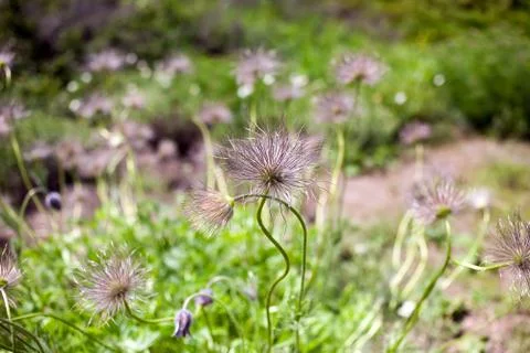 Son-grass meadow Stock Photos