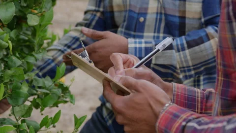 Son Takes Notes from Father Giving Direction in Orange Tree Orchard Stock Footage 270395066