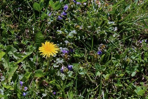 A sonchus - 1 Stock Photos