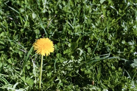 A sonchus - 1 Stock Photos