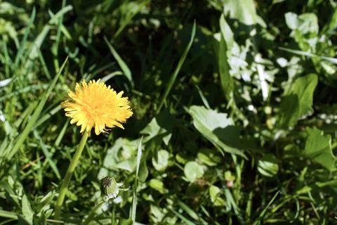 A sonchus - 2 Stockfoto's
