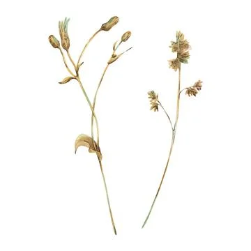 Sonchus and Poa pratensis two branches in ochre brown, pink and turquoise wild Stock Illustration