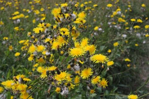 Sonchus arvensis Foto stock
