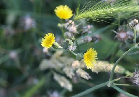 Sonchus asper, also commonly known as the prickly sow-thistle, rough milk thi Stock Photos
