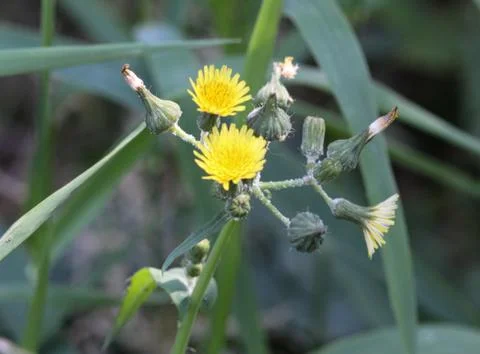 Sonchus asper, also commonly known as the prickly sow-thistle, rough milk thi Stock Photos
