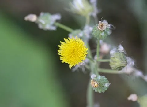 Sonchus asper, also commonly known as the prickly sow-thistle, rough milk thi Stock Photos