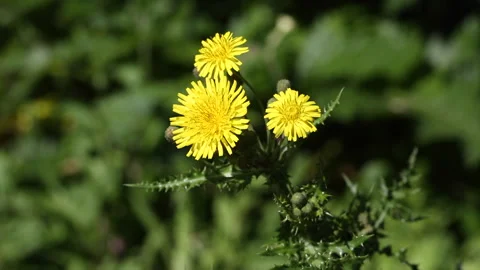 Sonchus asper Stock Footage 143651565