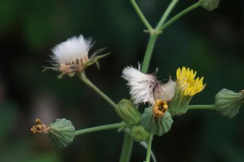 Sonchus Oleraceus Stock Photos