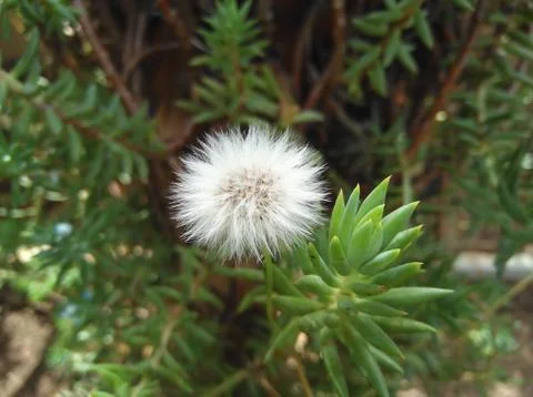 Sonchus oleraceus Photos
