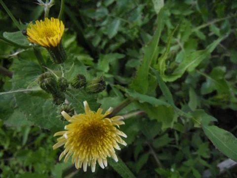 Sonchusflower 写真素材