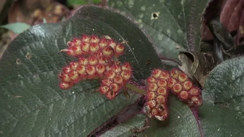 Sonerila sp., Malaysia Stock Footage 165194486