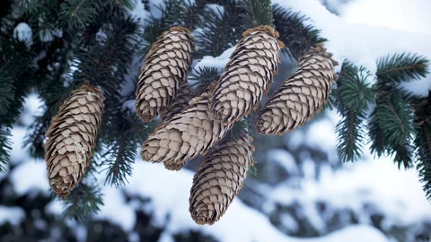 Сones, needles, branches of blue spruce covered with snow. winter Stock Footage 103859364