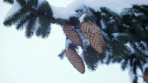 Сones, needles, branches of blue spruce covered with snow. winter 스톡 동영상 103859517
