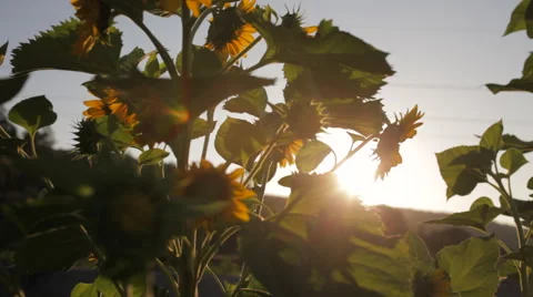 Sonflowers &amp; sunset Stock Footage 65174936