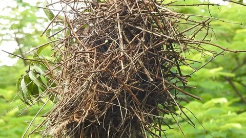 The Song of the Bird Video stock 86899424