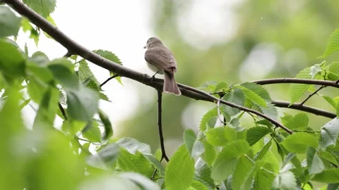 A song bird singing in the forest Stock Footage 309143703