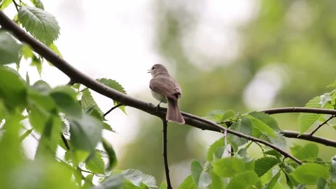 A song bird singing in the forest Stock Footage 309143709
