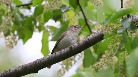 A song bird singing in the forest Stock Footage 309143720