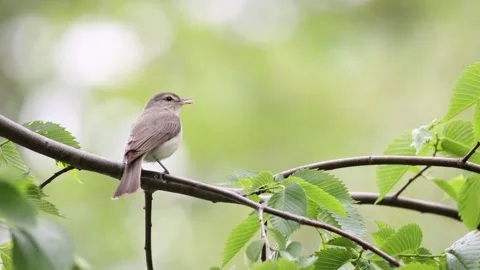A song bird singing in the forest Stock Footage 309143728