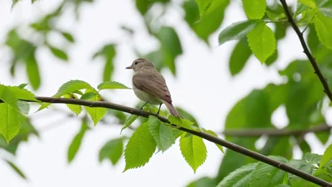 A song bird singing in the forest Stock Footage 309143733