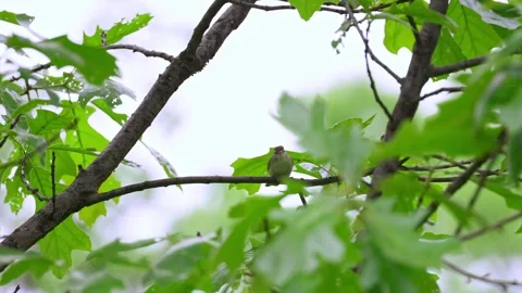 A song bird singing in the forest Stock Footage 309143736